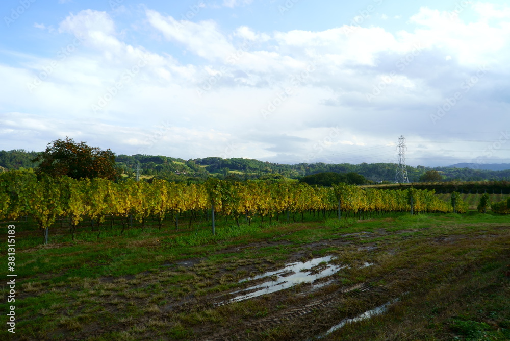 Obraz premium Vineyards of Japanese wineries on a sunny autumn day
