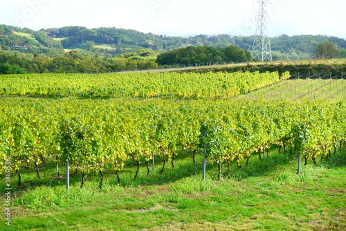 Vineyards of Japanese wineries on a sunny autumn day