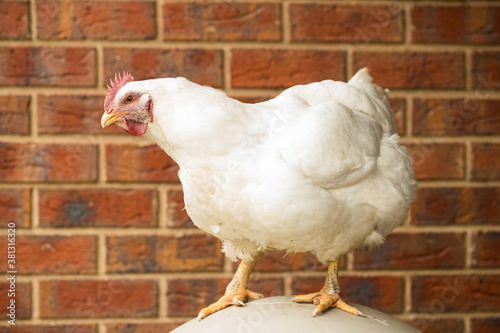 Large white broiler meat chicken hen
