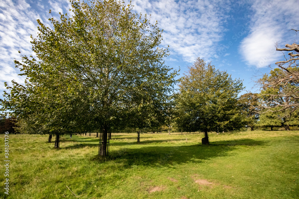 tree with blue sky