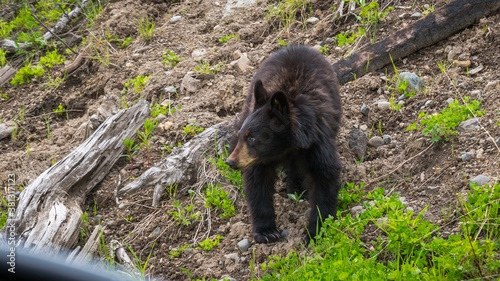 black bear in yellowstone national park, wyoming, usa