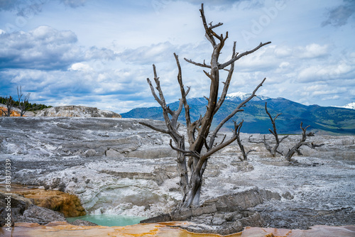 hydrothermal areas of mammoth hot springs in yellowstone national park in wyoming in the usa