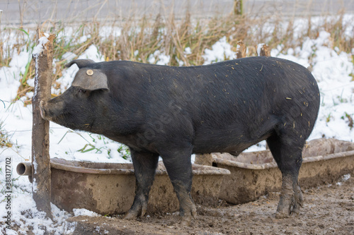 Schein im Winter vor Futtertrog