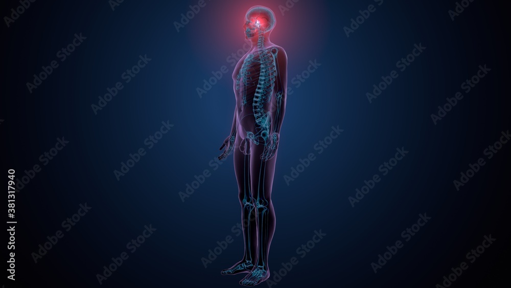 3d illustration of human skeleton skull spheroid bone anatomy 3d illustration of human skeleton skull spheroid bone anatomy