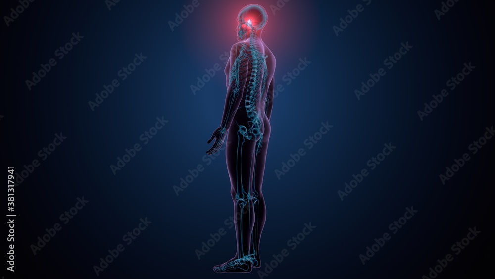 3d illustration of human skeleton skull spheroid bone anatomy 3d illustration of human skeleton skull spheroid bone anatomy