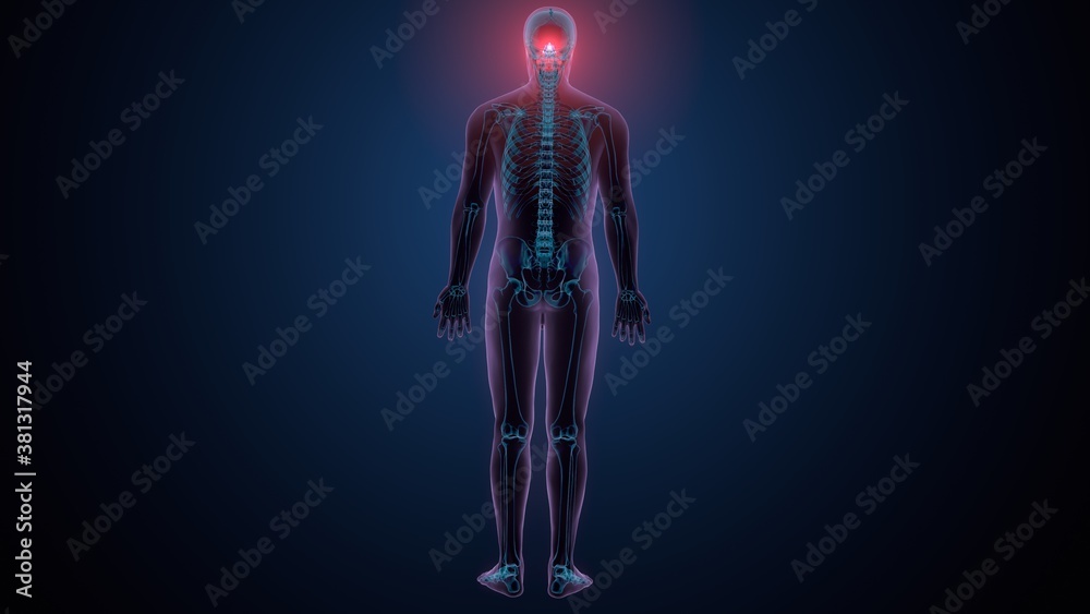 3d illustration of human skeleton skull spheroid bone anatomy 3d illustration of human skeleton skull spheroid bone anatomy