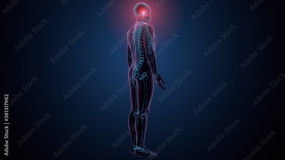 3d illustration of human skeleton skull spheroid bone anatomy 3d illustration of human skeleton skull spheroid bone anatomy