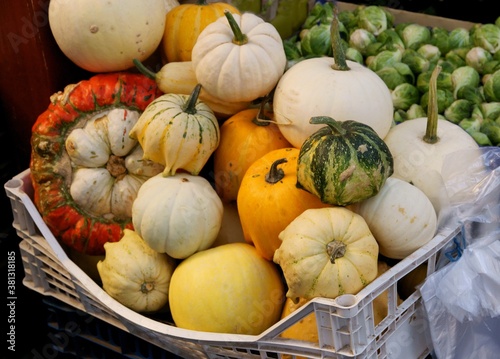 pumpkin,gourd family,vegetable,fruit,red,orange,yellow,green,tasty,sweet,wholesome,aGRICULTURE,GARDEN,COLOR IMAGE,