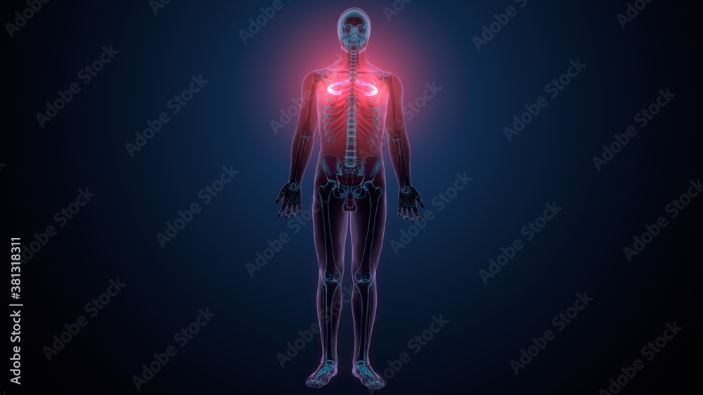 3d illustration of human skeleton anatomy rib cage
3d illustration of human skeleton anatomy rib cage