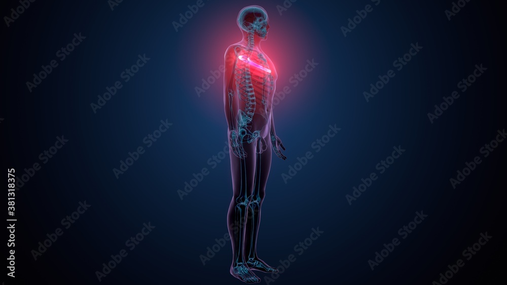 3d illustration of human skeleton anatomy rib cage
