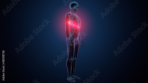 3d illustration of human skeleton anatomy rib cage