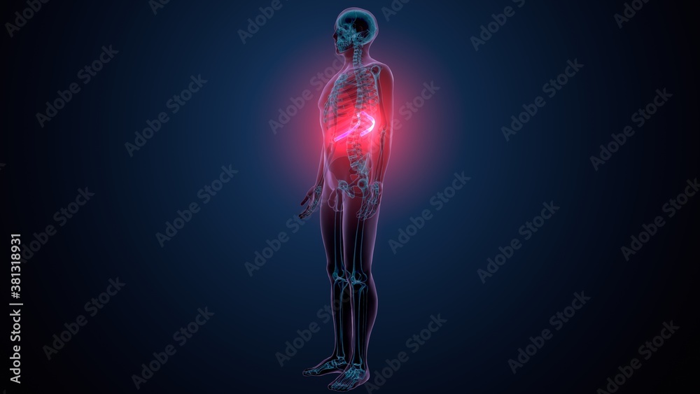 3d illustration of human skeleton anatomy rib cage 3d illustration of human skeleton anatomy rib cage
