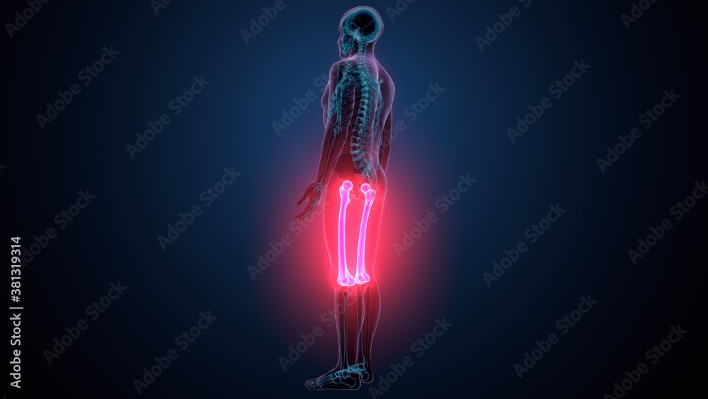 3d illustration of human skeleton anatomy femur bone 3d illustration of human skeleton anatomy femur bone