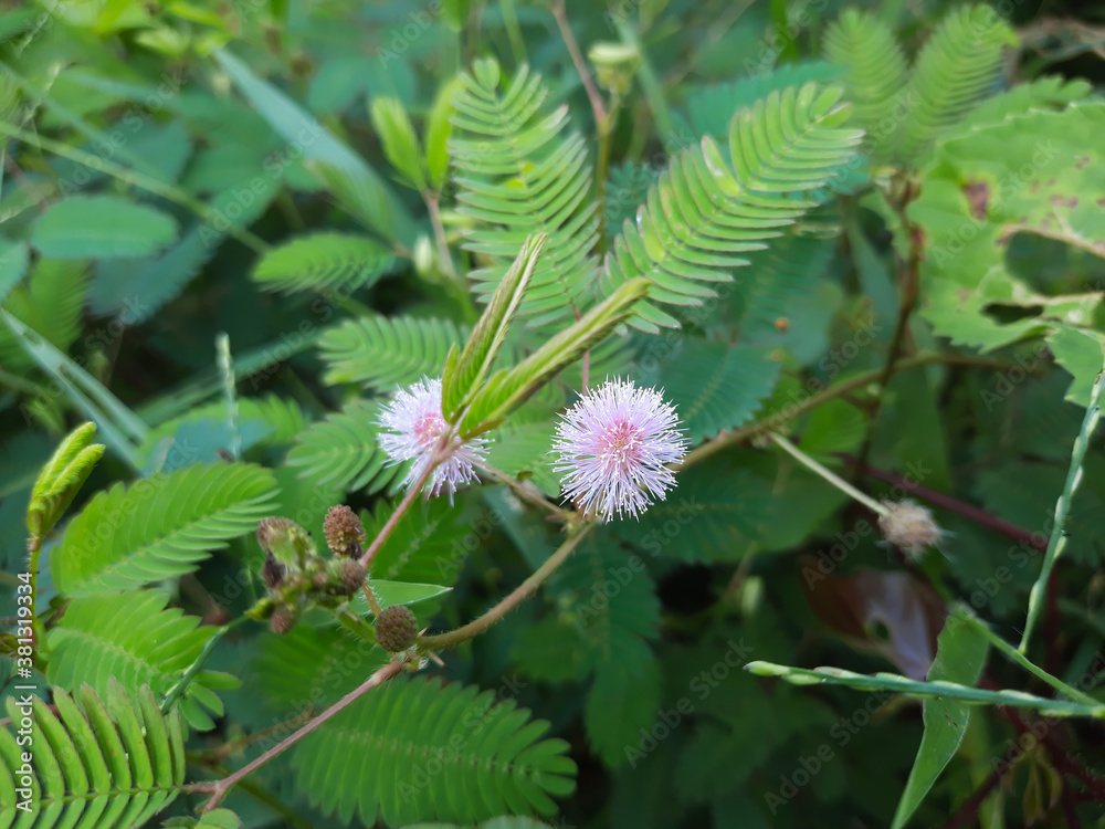 sensitive plant flower in the wild, mimosa pudica plant in India, Green leaf plant, pink color mimosa pudica flower in the forest. 