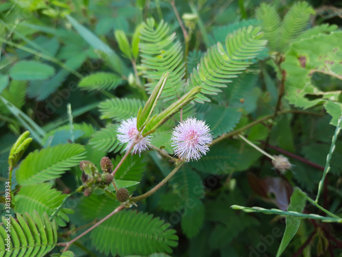 sensitive plant flower in the wild, mimosa pudica plant in India, Green leaf plant, pink color mimosa pudica flower in the forest. 