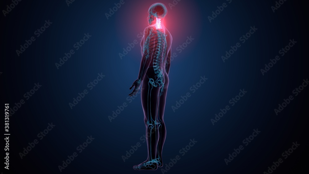 3d render of human skeleton cervical vertebrae bone anatomy
