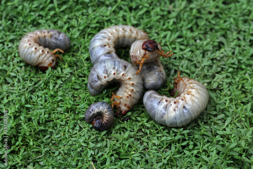 Some horn beetle larvae (Oryctes rhinoceros) on the green grass. The ...