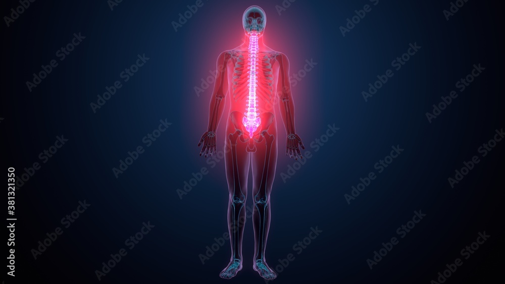 3d render of human body spinal bone anatomy
3d render of human body spinal bone anatomy