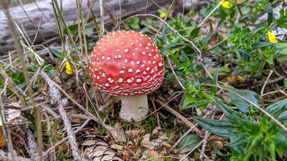 Fly Agaric Mushroom on a Natural Forrest Background Fly Agaric Mushroom on a Natural Forrest Background