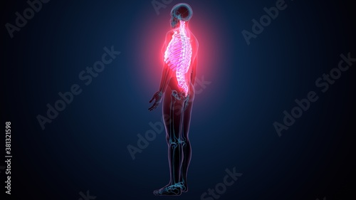 3d illustration human skeleton axial skeleton bone Joints anatomy