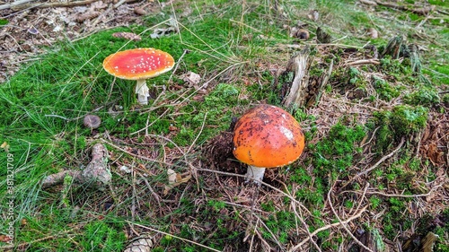 Fly Agaric Mushroom on a Natural Mossy Background