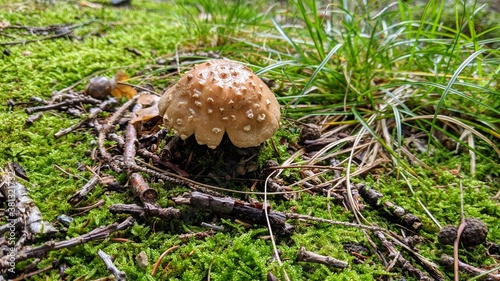 Mushrooms Growing on a Natural Forrest Background