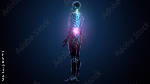 Bild auf Leinwand 3d render of human body spinal bone anatomy