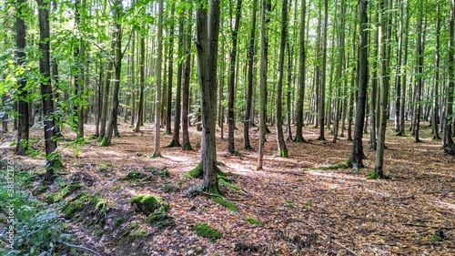 Autumn Forrest in Late Summer Light. Background