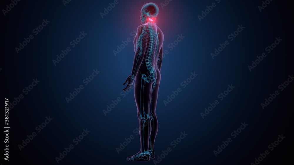 3d render of human skeleton cervical vertebrae bone anatomy
3d render of human skeleton cervical vertebrae bone anatomy