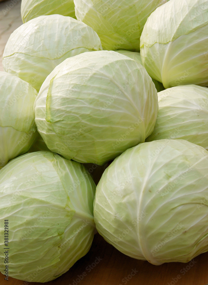 white fresh cabbage as wholesome tasty vegetable white fresh cabbage as wholesome tasty vegetable