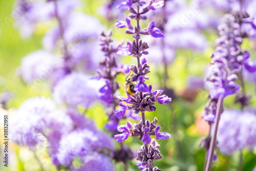 Lupinus  lupin  lupine field with pink purple and blue flowers. Bunch of lupines summer flower background