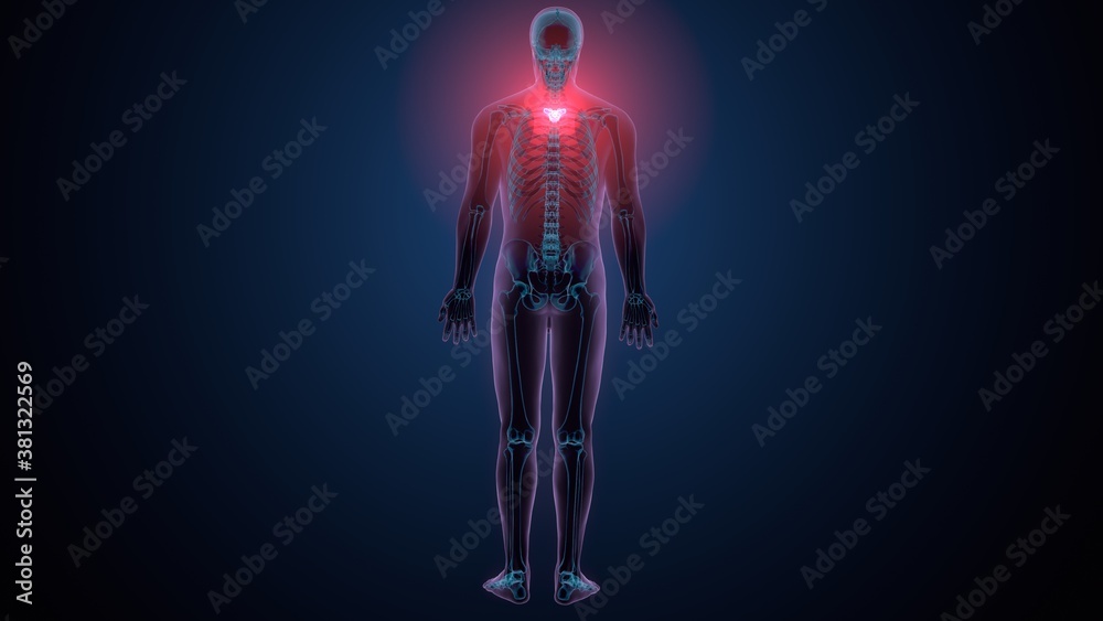 3d render of human skeleton thoracic vertebrae bone anatomy
3d render of human skeleton thoracic vertebrae bone anatomy