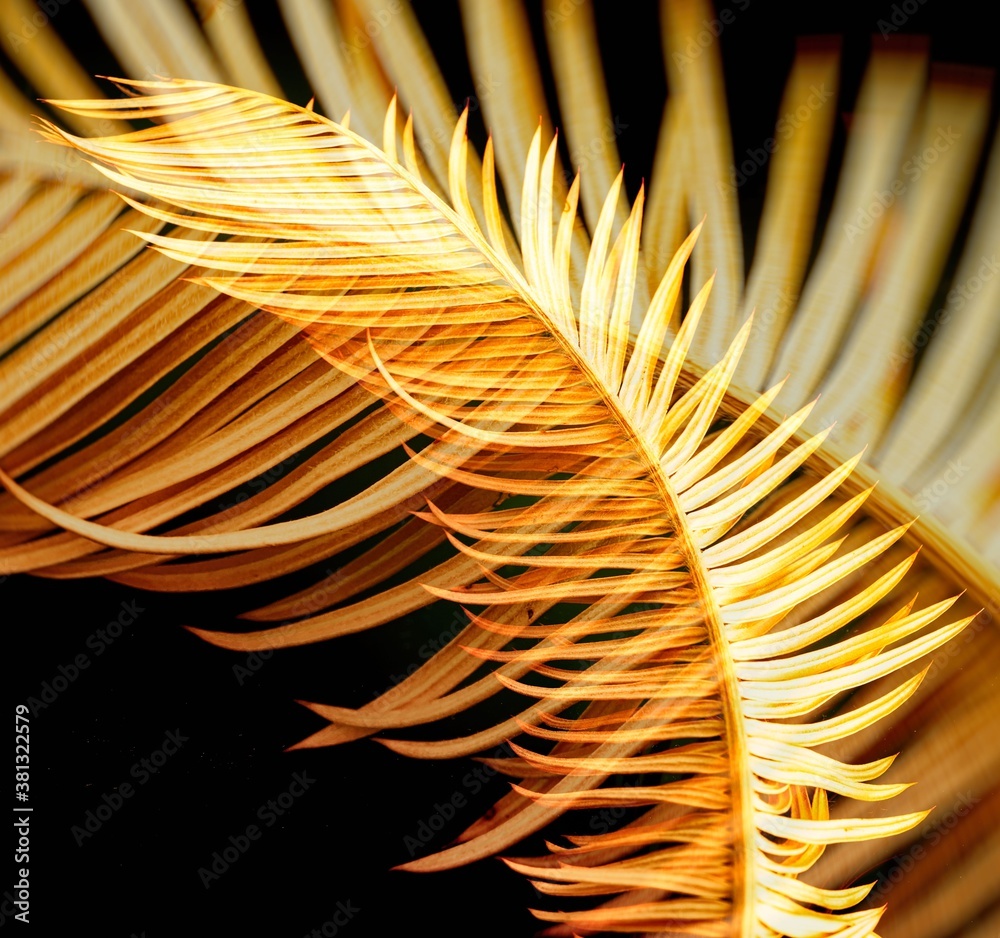 Fototapeta premium palm leaf cicas as background texture
