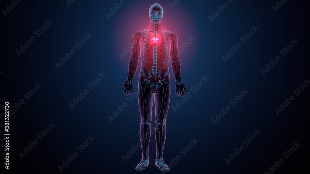 3d render of human skeleton thoracic vertebrae bone anatomy
3d render of human skeleton thoracic vertebrae bone anatomy