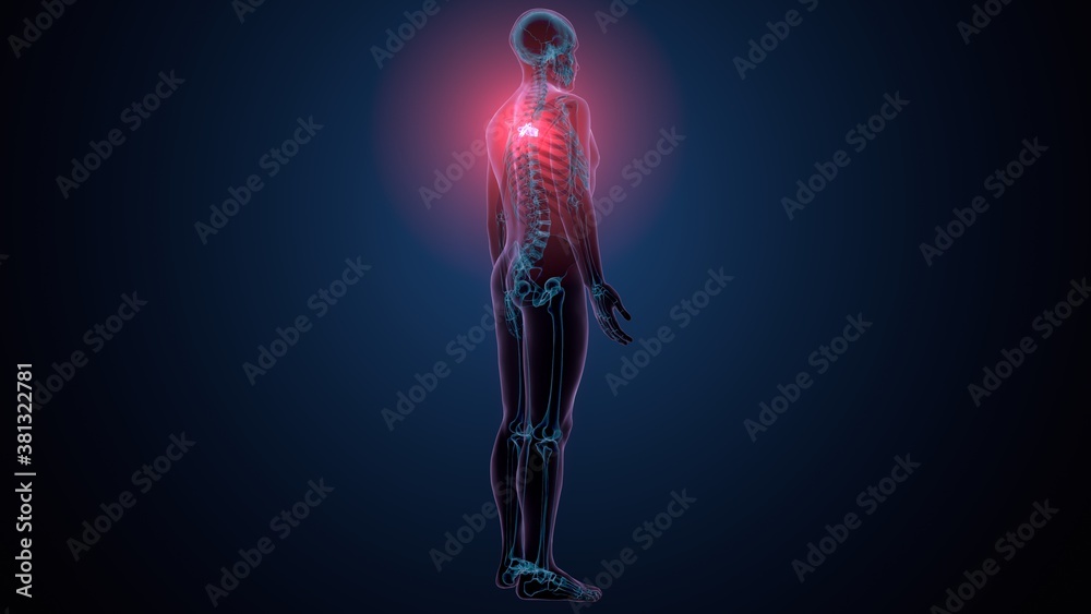 3d render of human skeleton thoracic vertebrae bone anatomy
3d render of human skeleton thoracic vertebrae bone anatomy