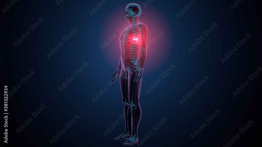 3d render of human skeleton thoracic vertebrae bone anatomy
3d render of human skeleton thoracic vertebrae bone anatomy