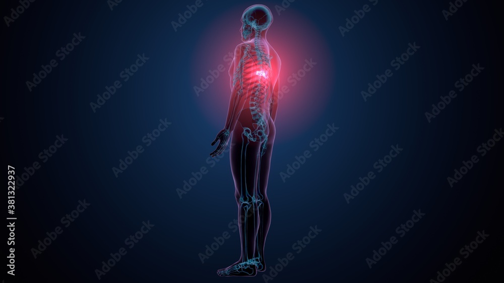 3d render of human skeleton thoracic vertebrae bone anatomy
3d render of human skeleton thoracic vertebrae bone anatomy