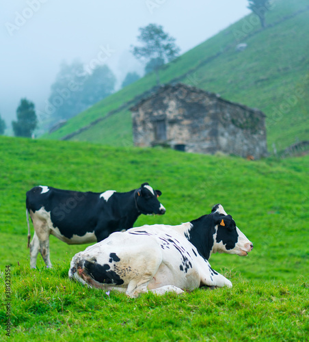 Cabañas Pasiegas and meadows, Miera Valley, Valles Pasiegos, Cantabria, Spain, Europe photo