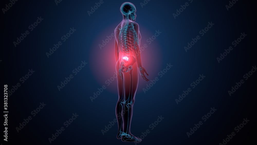 3d render of human skeleton lumber bone anatomy
3d render of human skeleton lumber bone anatomy