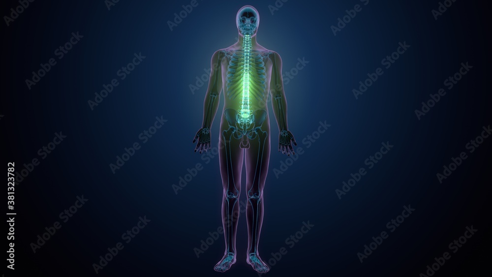 3d render of human body spinal bone anatomy
3d render of human body spinal bone anatomy
