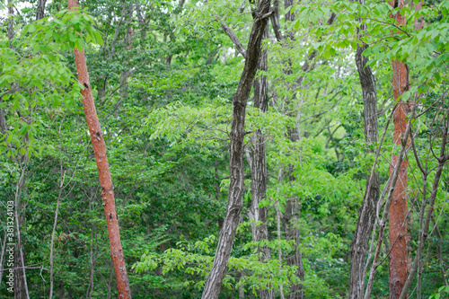 シイの木の新緑 photo