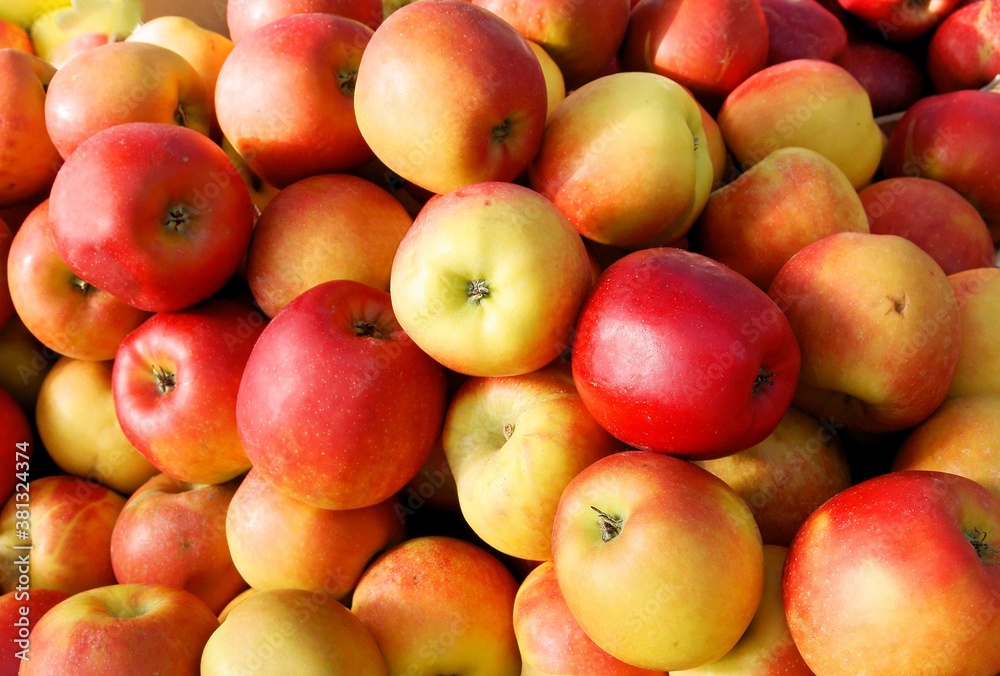 multicolor tasty apples as wholesome food multicolor tasty apples as wholesome food
