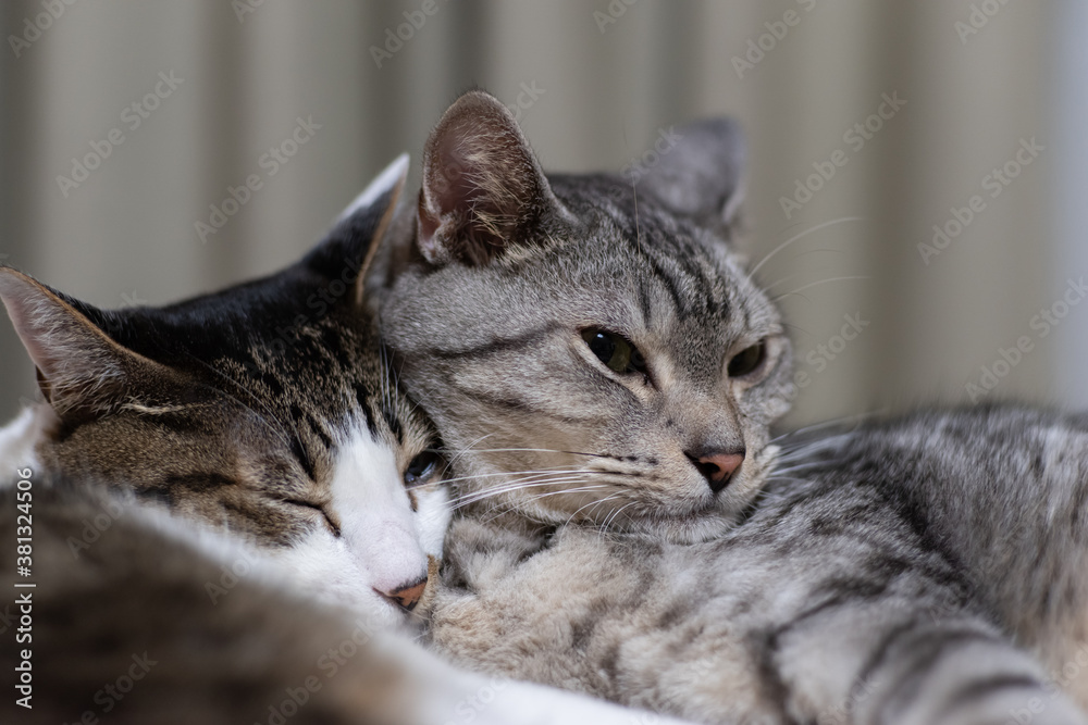 寄り添う二匹の猫　サバトラ・キジトラ猫