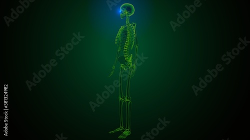 3c illustration of human skeleton skull temporal bone anatomy