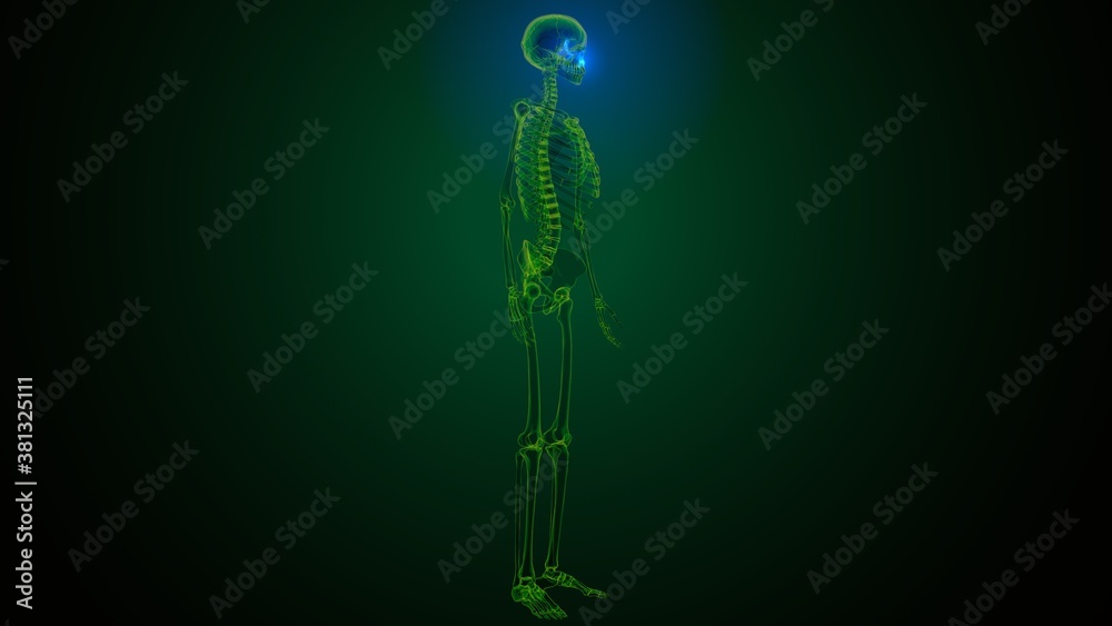 3c illustration of human skeleton skull temporal bone anatomy 3c illustration of human skeleton skull temporal bone anatomy