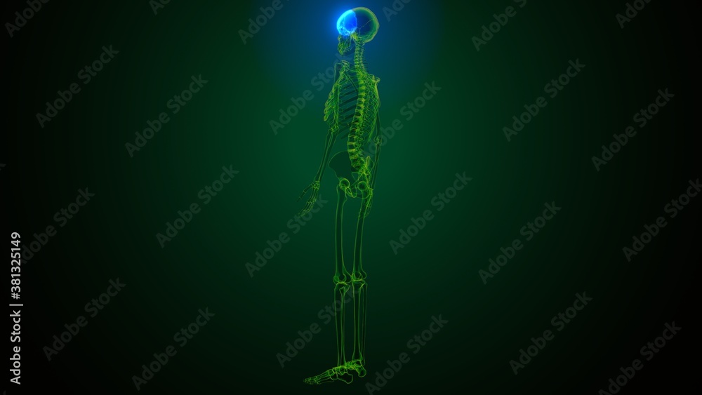 3d illustration of human skeleton skull frontal bone anatomy 