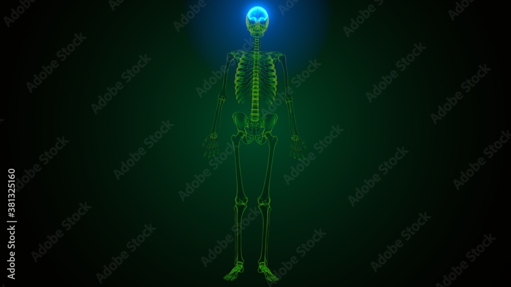 3d illustration of human skeleton skull frontal bone anatomy 