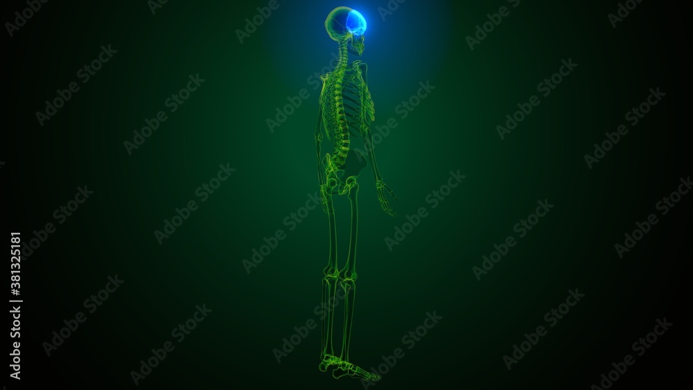 3d illustration of human skeleton skull frontal bone anatomy 3d illustration of human skeleton skull frontal bone anatomy