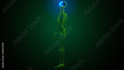 3d illustration of human skeleton skull frontal bone anatomy 