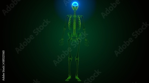Konstfotografi 3d illustration of human skeleton skull frontal bone anatomy